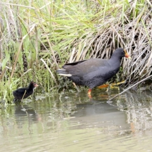 Gallinula tenebrosa at Gungahlin, ACT - 9 Oct 2020