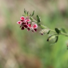 Silene gallica var. quinquevulnera (Five-wounded Catchfly) at Hughes Grassy Woodland - 10 Oct 2020 by LisaH