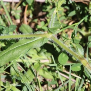 Silene gallica var. quinquevulnera at Hughes, ACT - 10 Oct 2020