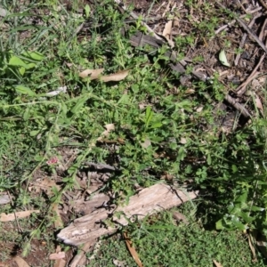 Silene gallica var. quinquevulnera at Hughes, ACT - 10 Oct 2020