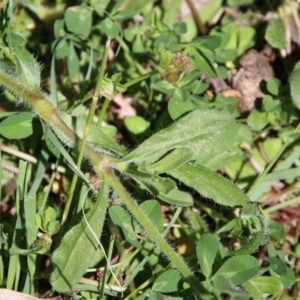 Silene gallica var. quinquevulnera at Hughes, ACT - 10 Oct 2020