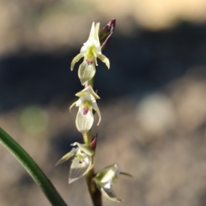 Prasophyllum elatum at Balmoral - suppressed