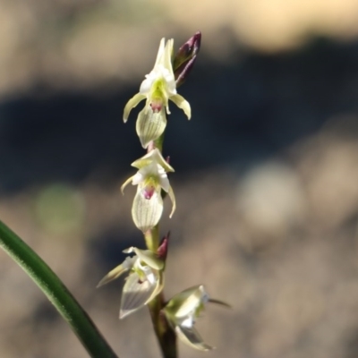 Prasophyllum elatum (Tall Leek Orchid) at Wingecarribee Local Government Area - 1 Oct 2020 by JayVee