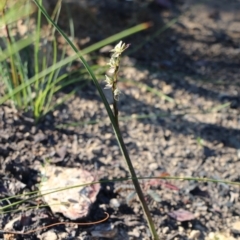 Prasophyllum elatum at Balmoral - suppressed