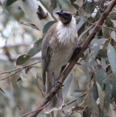 Philemon corniculatus (Noisy Friarbird) at Federal Golf Course - 10 Oct 2020 by LisaH