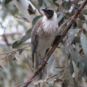 Philemon corniculatus at Hughes, ACT - 10 Oct 2020 05:31 PM