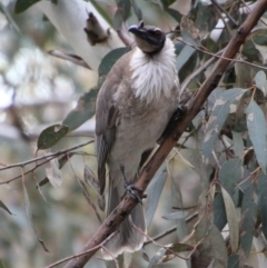 Philemon corniculatus (Noisy Friarbird) at Hughes, ACT - 10 Oct 2020 by LisaH