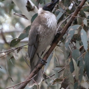 Philemon corniculatus at Hughes, ACT - 10 Oct 2020