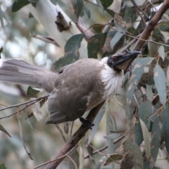 Philemon corniculatus at Hughes, ACT - 10 Oct 2020