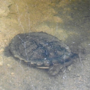 Chelodina longicollis at Kambah, ACT - 10 Oct 2020