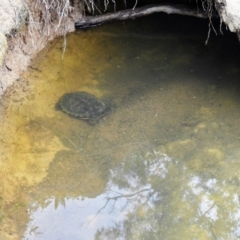 Chelodina longicollis at Kambah, ACT - 10 Oct 2020