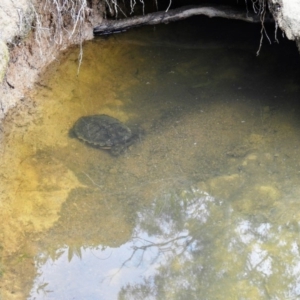 Chelodina longicollis at Kambah, ACT - 10 Oct 2020