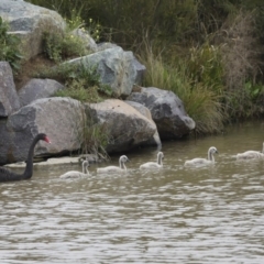 Cygnus atratus (Black Swan) at Gungahlin, ACT - 9 Oct 2020 by AlisonMilton