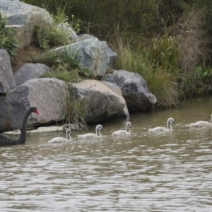 Cygnus atratus at Gungahlin, ACT - 9 Oct 2020