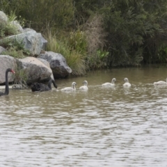 Cygnus atratus at Gungahlin, ACT - 9 Oct 2020