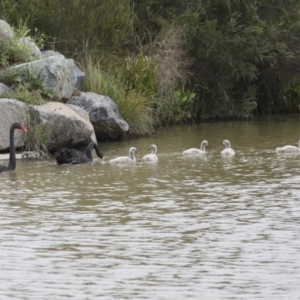 Cygnus atratus at Gungahlin, ACT - 9 Oct 2020