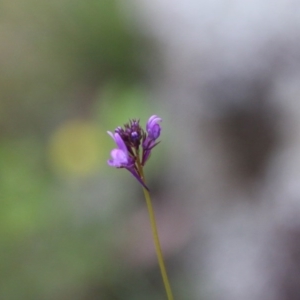 Linaria pelisseriana at Hughes, ACT - 10 Oct 2020