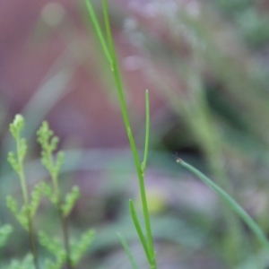 Linaria pelisseriana at Hughes, ACT - 10 Oct 2020