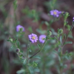 Vittadinia cuneata var. cuneata (Fuzzy New Holland Daisy) at Hughes Grassy Woodland - 10 Oct 2020 by LisaH