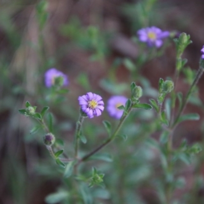 Vittadinia cuneata var. cuneata (Fuzzy New Holland Daisy) at Hughes, ACT - 10 Oct 2020 by LisaH