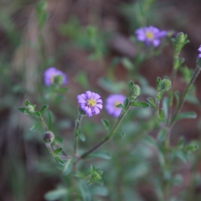 Vittadinia cuneata var. cuneata (Fuzzy New Holland Daisy) at Hughes, ACT - 10 Oct 2020 by LisaH