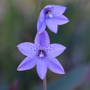 Thelymitra ixioides at Balmoral, NSW - suppressed