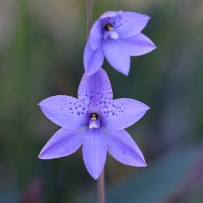 Thelymitra ixioides (Dotted Sun Orchid) at Wingecarribee Local Government Area - 4 Oct 2020 by JayVee