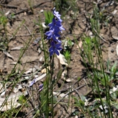 Thelymitra ixioides at Balmoral, NSW - 4 Oct 2020