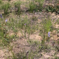 Thelymitra ixioides at Balmoral, NSW - suppressed