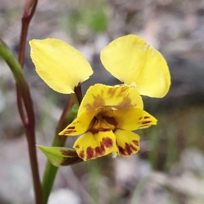 Diuris nigromontana (Black Mountain Leopard Orchid) at Acton, ACT - 10 Oct 2020 by shoko