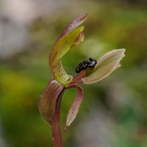 Chiloglottis trapeziformis at Acton, ACT - suppressed