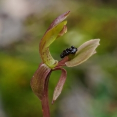 Chiloglottis trapeziformis (Diamond Ant Orchid) at Acton, ACT - 10 Oct 2020 by shoko