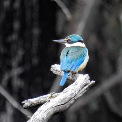 Todiramphus sanctus (Sacred Kingfisher) at Kambah, ACT - 10 Oct 2020 by HelenCross