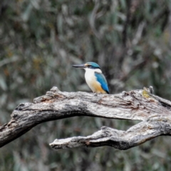 Todiramphus sanctus at Kambah, ACT - 10 Oct 2020