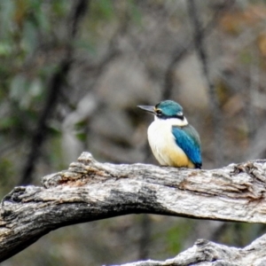 Todiramphus sanctus at Kambah, ACT - 10 Oct 2020 04:31 PM