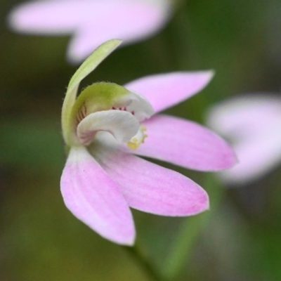 Caladenia carnea (Pink Fingers) at Acton, ACT - 10 Oct 2020 by shoko