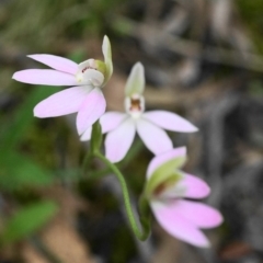 Caladenia carnea at Acton, ACT - 10 Oct 2020