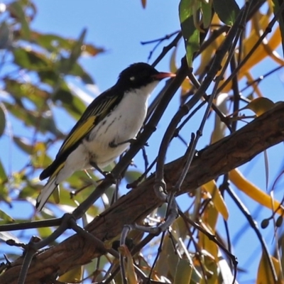 Grantiella picta (Painted Honeyeater) at Mount Ainslie - 10 Oct 2020 by RodDeb