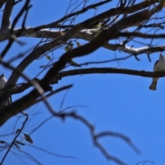 Grantiella picta at Majura, ACT - 10 Oct 2020