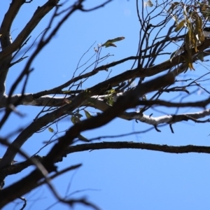 Grantiella picta at Majura, ACT - 10 Oct 2020