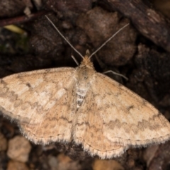 Scopula rubraria (Reddish Wave, Plantain Moth) at Melba, ACT - 3 Oct 2020 by kasiaaus