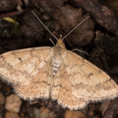 Scopula rubraria (Reddish Wave, Plantain Moth) at Melba, ACT - 3 Oct 2020 by kasiaaus