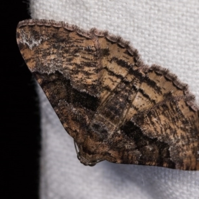 Aporoctena undescribed species (A Geometrid moth (Ennominae)) at Melba, ACT - 3 Oct 2020 by kasiaaus