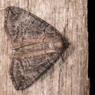 Dysbatus singularis (Dry-country Line-moth) at Melba, ACT - 3 Oct 2020 by kasiaaus