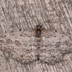 Phelotis cognata (Long-fringed Bark Moth) at Melba, ACT - 3 Oct 2020 by kasiaaus