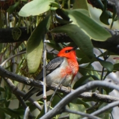 Myzomela sanguinolenta (Scarlet Honeyeater) at Black Range, NSW - 10 Oct 2020 by Steph H