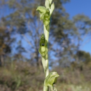 Hymenochilus bicolor (ACT) = Pterostylis bicolor (NSW) at Theodore, ACT - suppressed