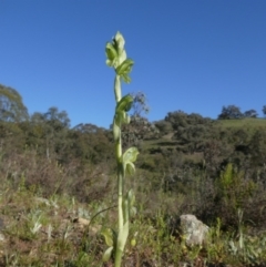 Hymenochilus bicolor (ACT) = Pterostylis bicolor (NSW) at Theodore, ACT - suppressed