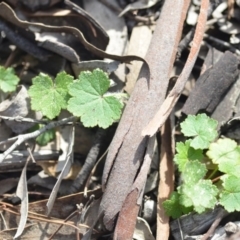 Hydrocotyle laxiflora (Stinking Pennywort) at Wamboin, NSW - 11 Sep 2020 by natureguy