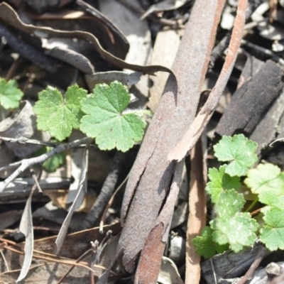 Hydrocotyle laxiflora (Stinking Pennywort) at Wamboin, NSW - 11 Sep 2020 by natureguy